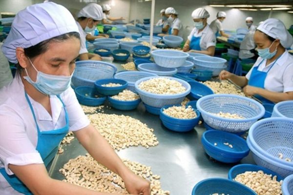 giá hạt điều thô có thể gia tăng