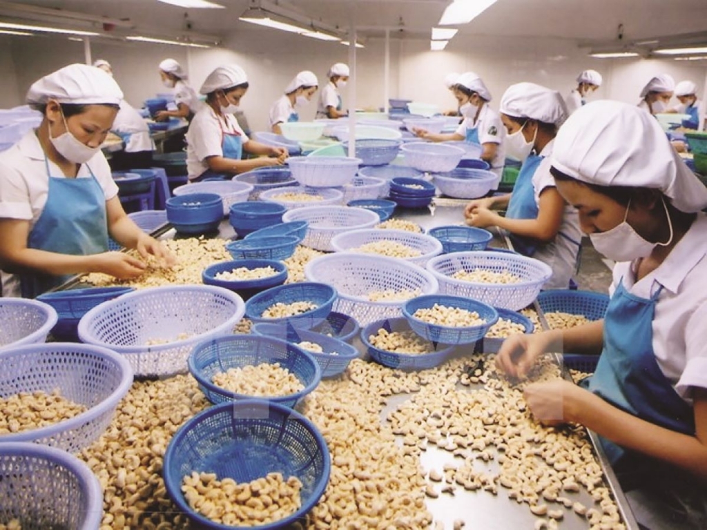 Cashew nut prices on revival path